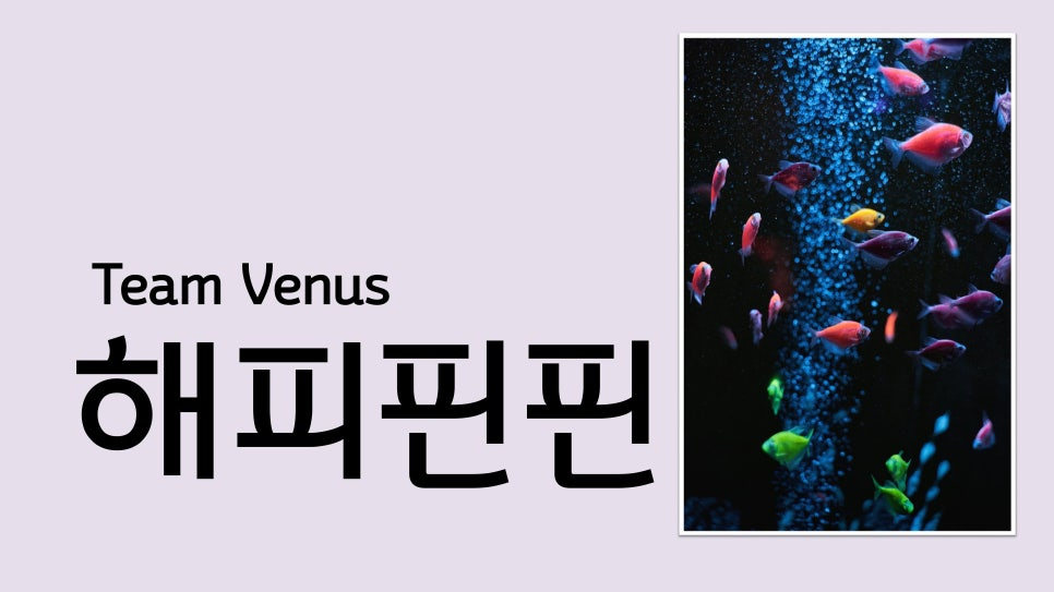 해피핀핀 — 결과보고서